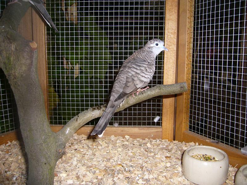 Kreisschau Coesfeld 2008 078.jpg - Gesellschaftstäubchen von Otto Wehenbeck Preis sg 95 Z